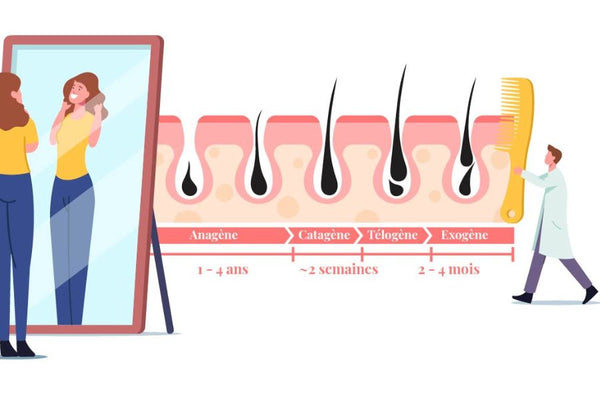 Phase de la chute des cheveux