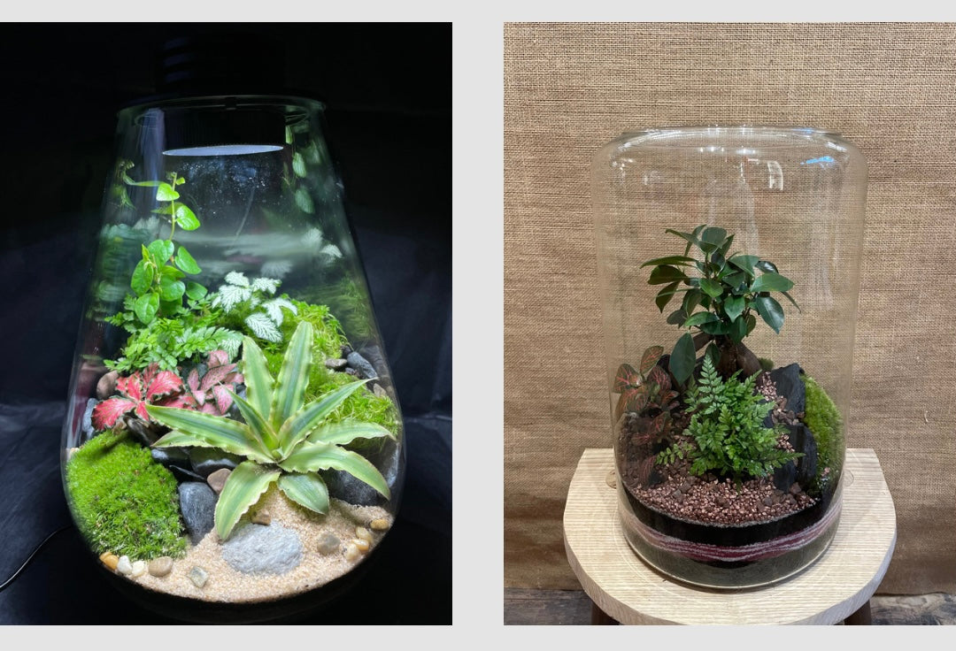 Atelier terrarium à Dinan