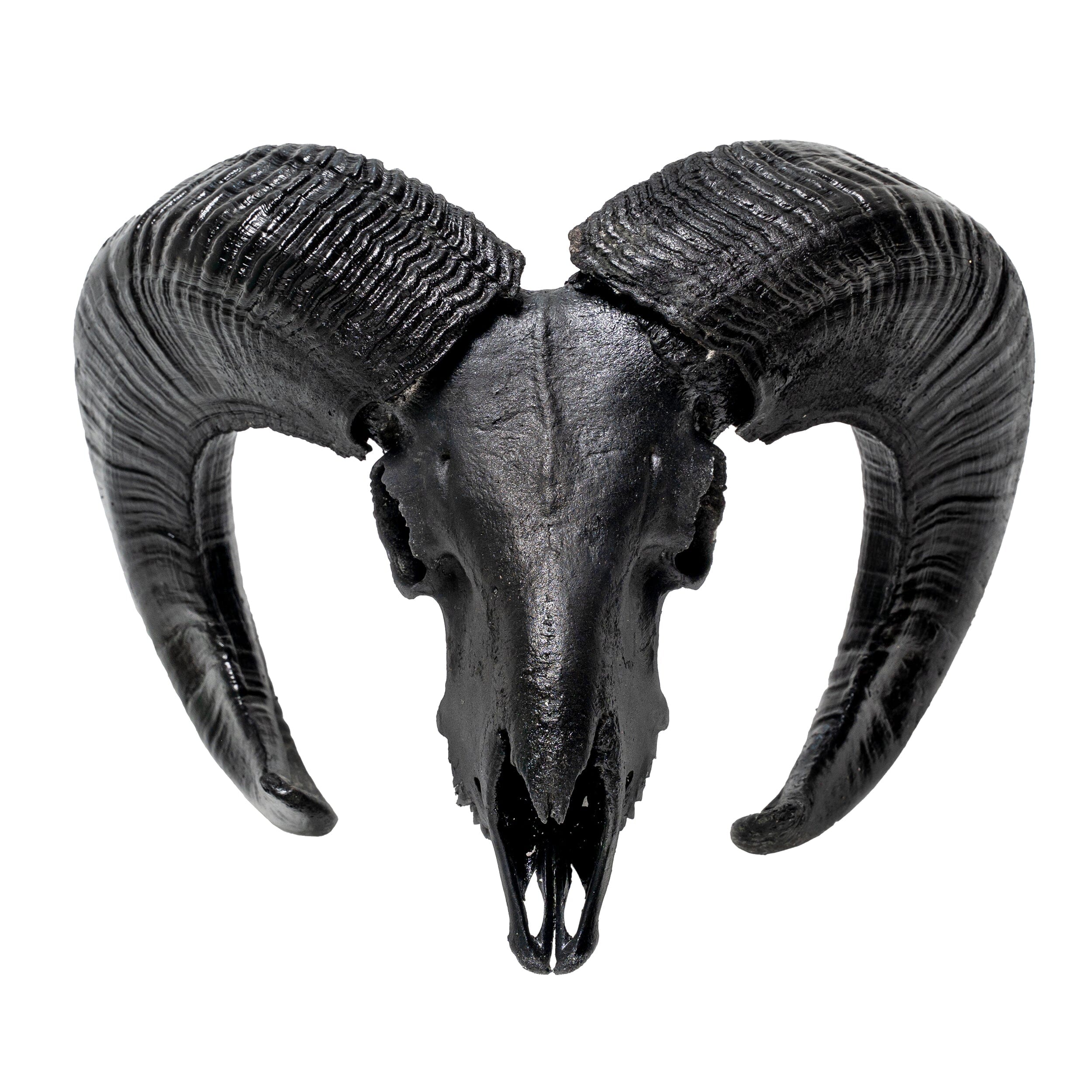 ram skull front