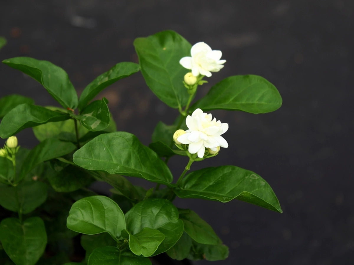 Top 10 Indian flowers that you can grow in your balcony – TrustBasket