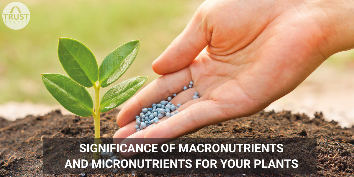 micro and macro nutrients