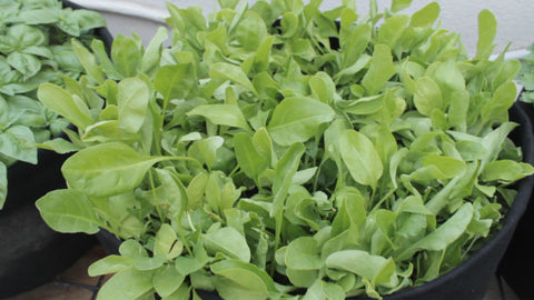 spinach plants - how to grow spinach