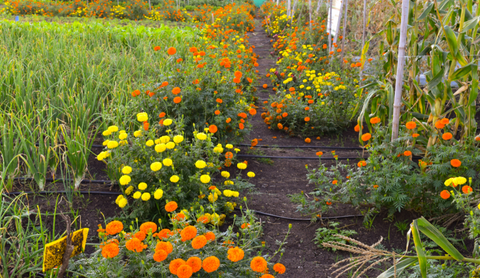 growing marigold as trap crop