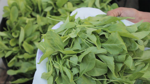 Harvested spinach leaves - tips to grow spinach plants