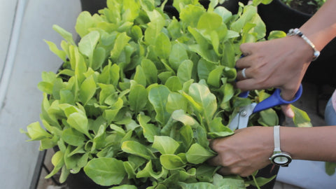 Harvesting spinach leaves without harming the grow point - tips