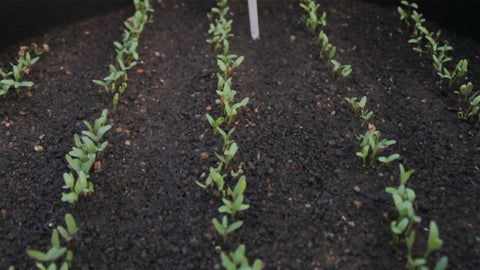 Seedlings of spinach seeds
