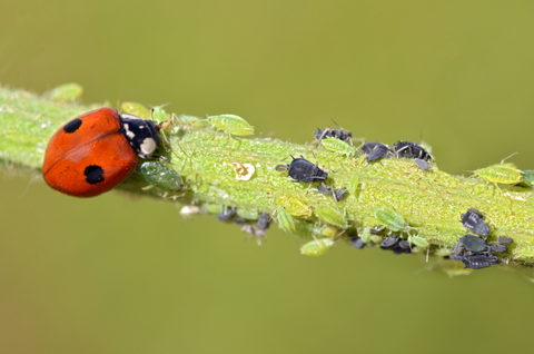 Lady bug beetle feeding on pests