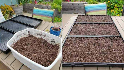 Growing microgreens in shallow container