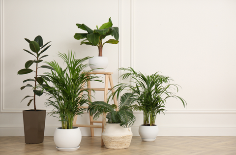 Air purifying indoor plants
