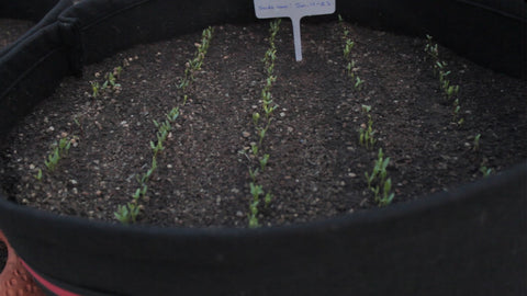Seedlings of spinach seeds - health benefits and tips 