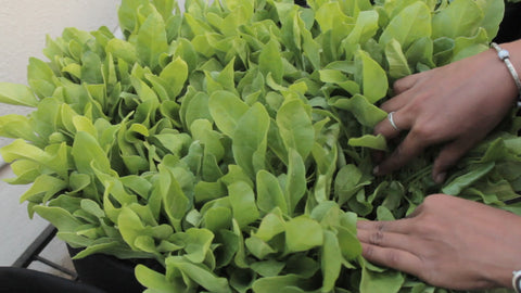 Weeding - grow spinach plants at home