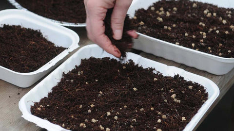 Adding soil layer - how to grow microgreens at home