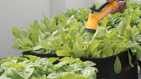 watering spinach plants - tips to grow spinach plants