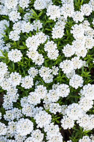 growing candytufts as ground covers