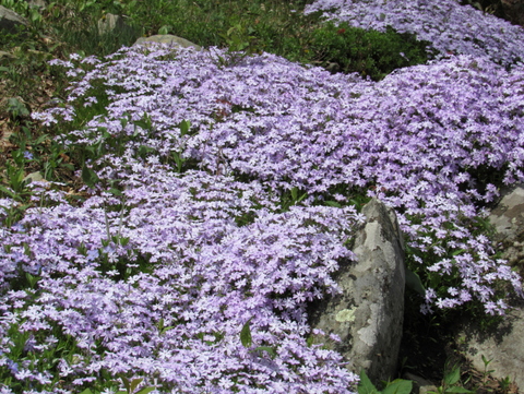 growing phlox as ground cover