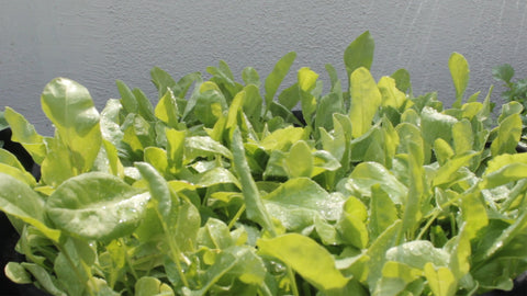 how to grow spinach- health benefits and tips