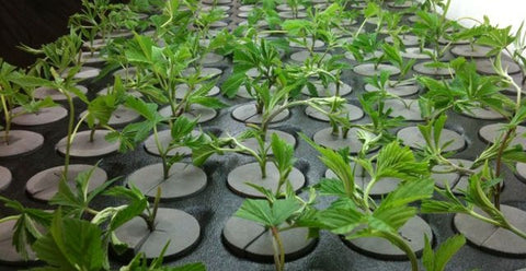 Aeroponics - A new way to grow plants – TrustBasket