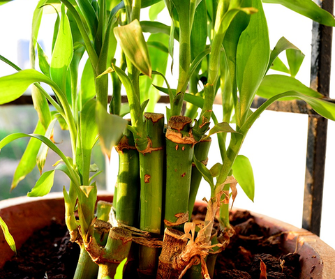 Bamboo Plant