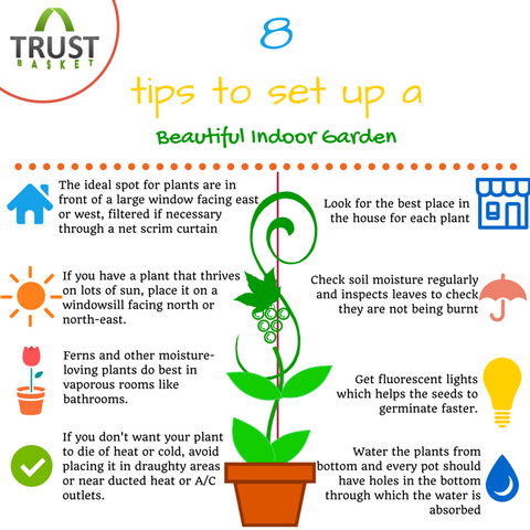 How to grow an indoor garden