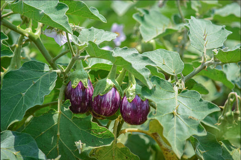 Brinjal,  also known as Eggplant or Baingan (in Hindi)