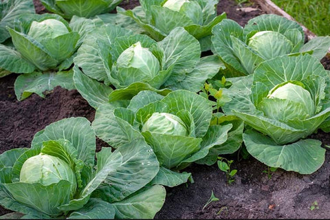 Cabbage in the farm