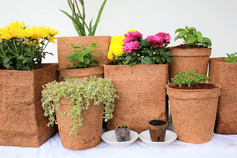 Coir pots of different sizes