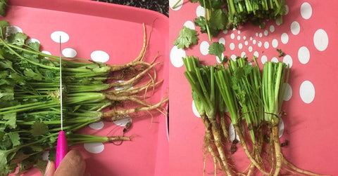 Cut coriander stems to regrow coriander