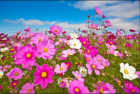 Cosmos - Beautiful summer flowers to grow