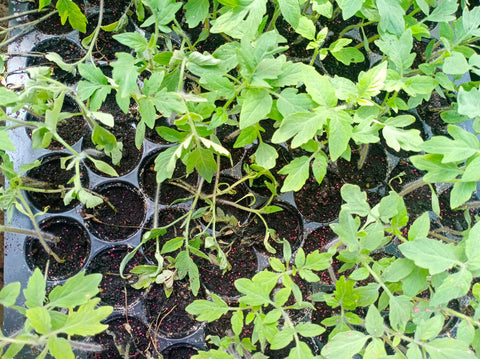 Damping off in young tomato seedlings