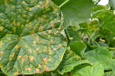 Cucumber leaves affected by Downy mildew