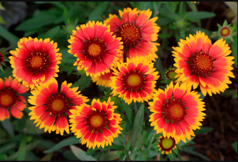 Gaillardias - Summer flowers also known as blanket flowers