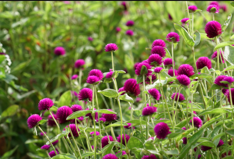 Gomphrena - Widely grown summer flowers