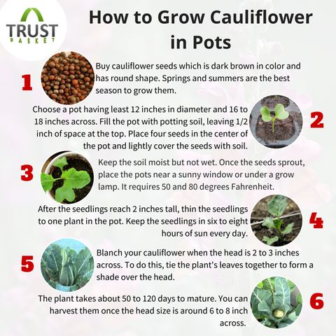 Cauliflower plants at home
