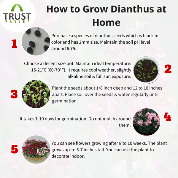 Dianthus Growing Tips