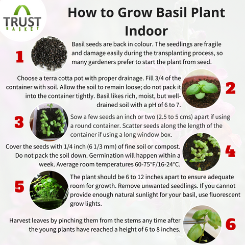 steps to grow basil