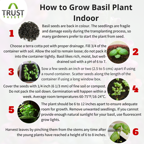 Basil leaves How to grow basil plant TrustBasket