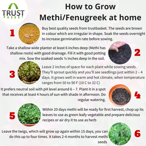 Easy steps to grow Methi