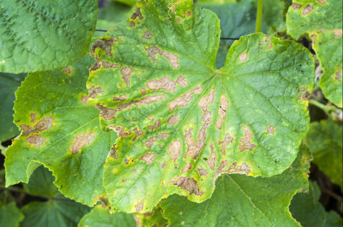 Cucumber leaves affected by Leaf blight