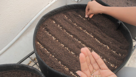 Sowing of Coriander Seeds