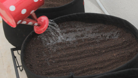 Watering of Coriander Seeds