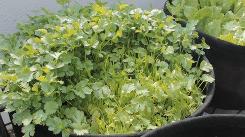 How to Grow Coriander With or Without Seeds