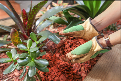 Mulching in summer flowering plants