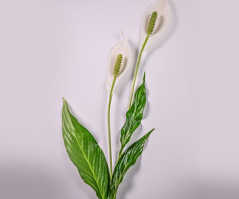 Peace Lily