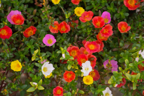 Portulaca - Best summer flowers to grow in hanging baskets