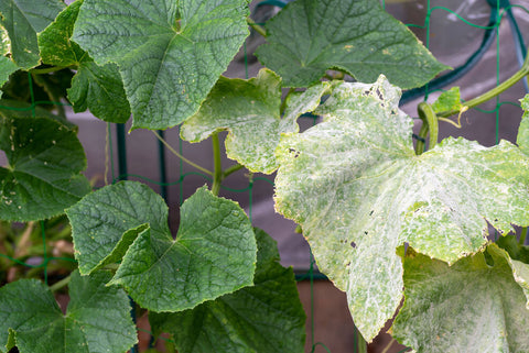 Cucumber leaves affected by Powder mildew   - Best summer vegetables