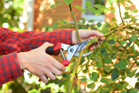 Pruning the unwanted growth of a plant