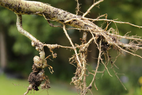 Root knot nematode in Tomato plant