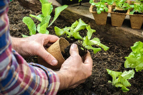 Farmer transplanting young seedlings of lettuce