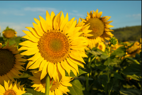 Sunflowers - Elegant summer flowers