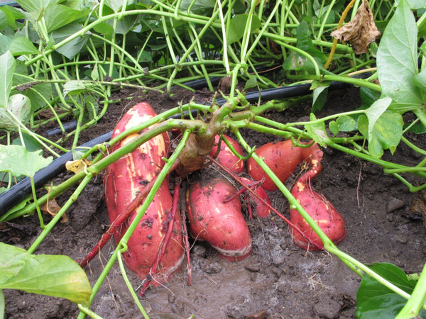 Sweet Potato Growing